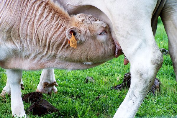 historia-casa-tinelo-1 historia-casa-tinelo-1