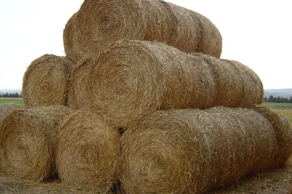 historia-casa-tinelo-2 historia-casa-tinelo-2